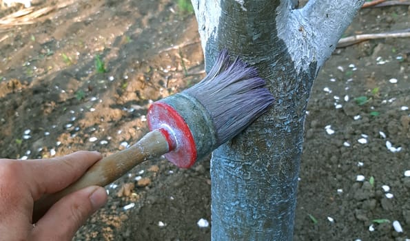 Painting tree with lime in the spring.