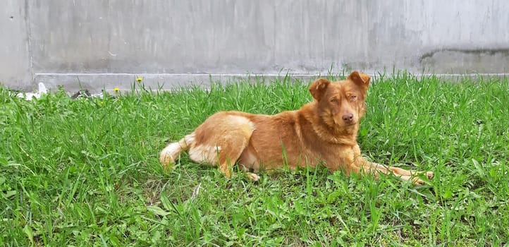 An orange dog is sitting in the grass.
