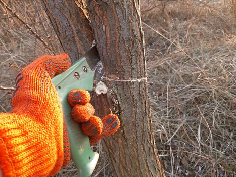 Cutting young tree with the saw. Cutting unnecessary branches.