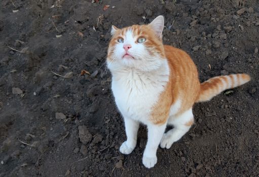 An orange cat is waiting for food. Copy Space.