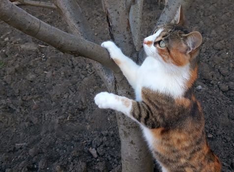 A beautiful cat climbs on a tree.