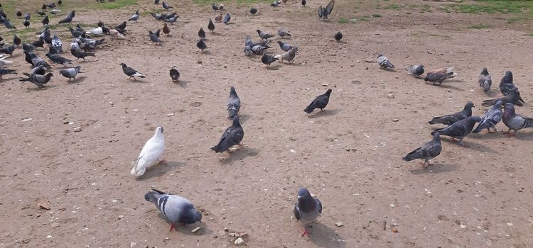 A lot of pigeons in the city.