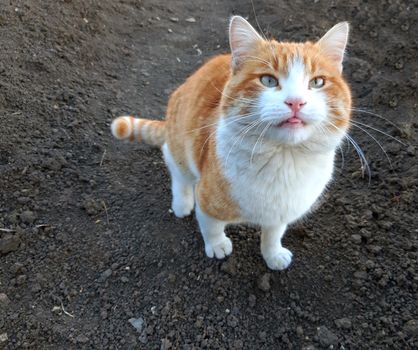 A beautiful orange cat shows the tongue.