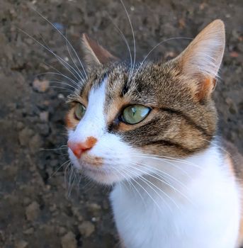 Beautiful cat waiting for food. Close up.