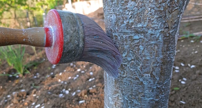 Painting tree with lime in the spring.