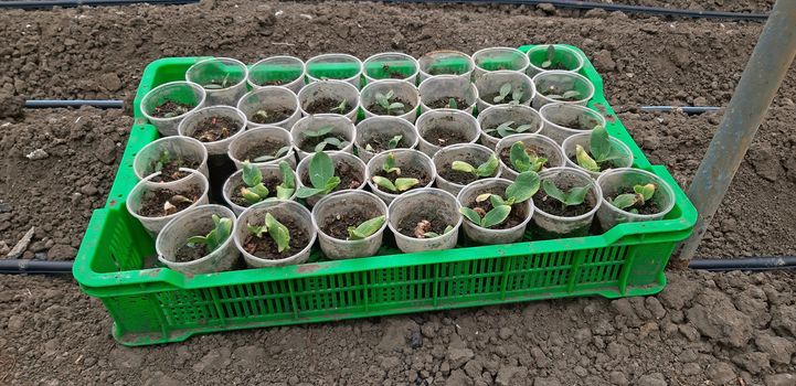 Seedlings of cucumbers germinated in a greenhouse.