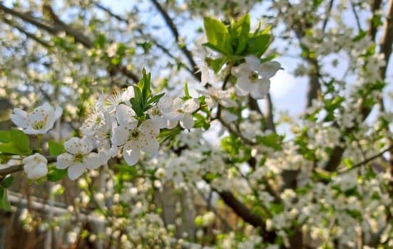 Tree blooming in spring, white flowers Fruit tree.