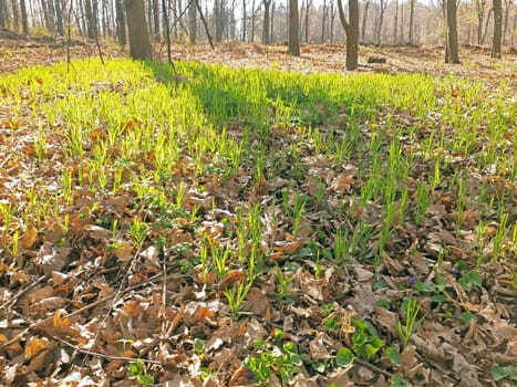 The grass started to grow in the forest in the spring.