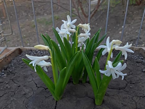 White hyacinths in bloom very beautiful flowers.