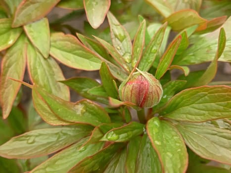 Peonies flower buds in the summer time.