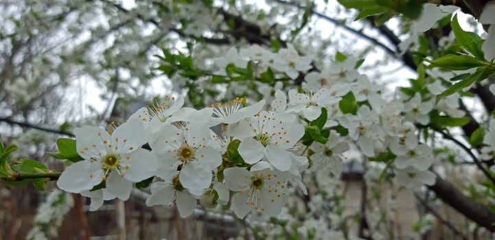 Tree blooming on white background. fruit tree.