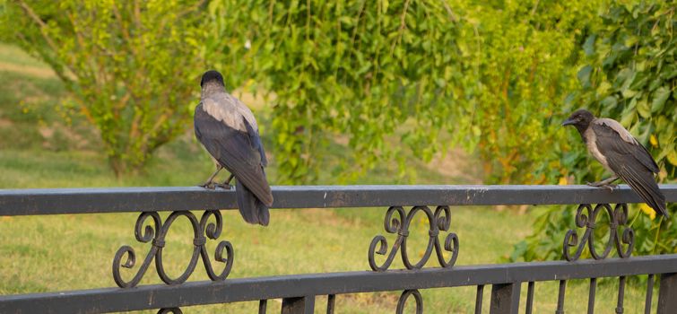 A crow sits on the fence in the park.