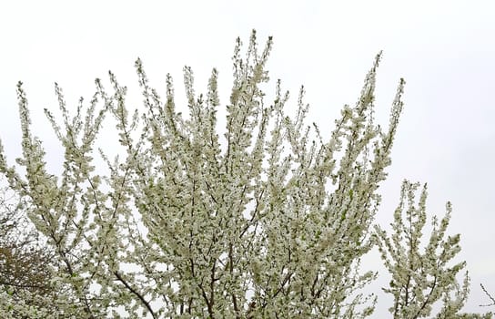 Tree blooming on white background. fruit tree.