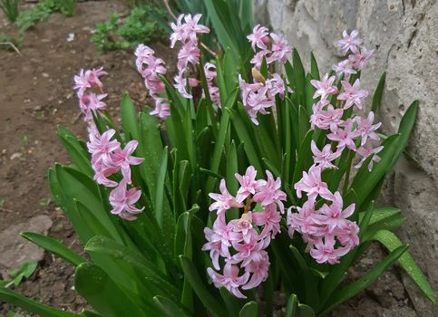Hyacinths with many beautiful pink flowers in the spring.