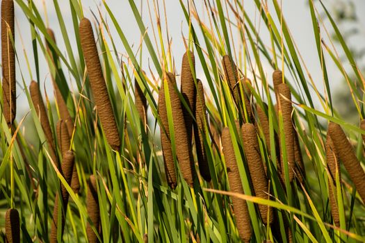 Typha latifolia growing beautiful in the lake.