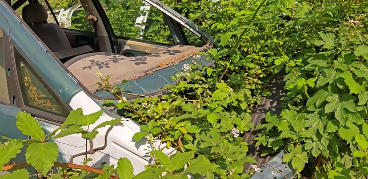Abandoned and broken car. Grows wild plants in it.