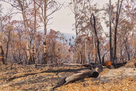 Bushfire burnt gum trees in The Blue Mountains in Australia