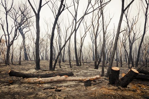 Bushfire burnt gum trees in The Blue Mountains in Australia