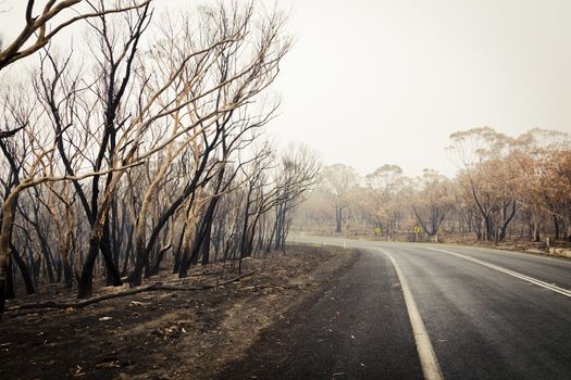 Bushfire burnt gum trees in The Blue Mountains in Australia