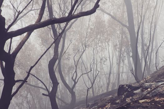 Bushfire burnt gum trees in The Blue Mountains in Australia