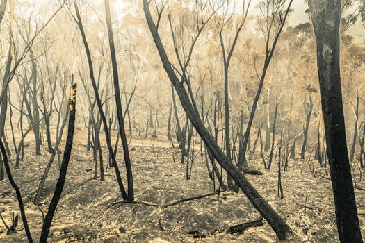 Bushfire burnt gum trees in The Blue Mountains in Australia