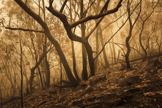 Bushfire burnt gum trees in The Blue Mountains in Australia