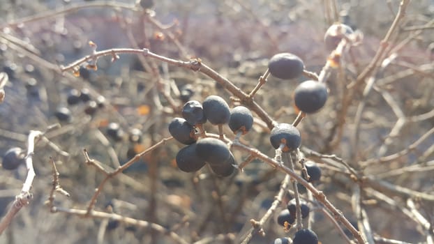 Closeup view of Black mountain ash berries: A selective focus view