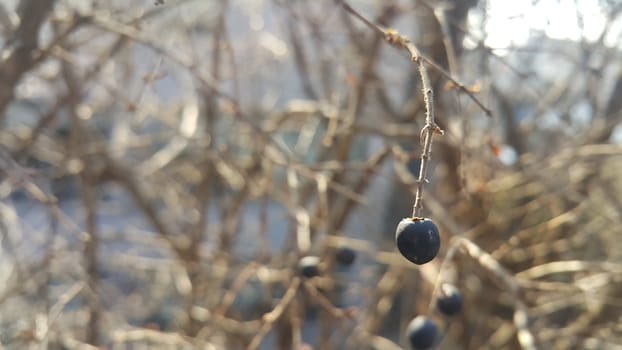 Closeup view of Black mountain ash berries: A selective focus view