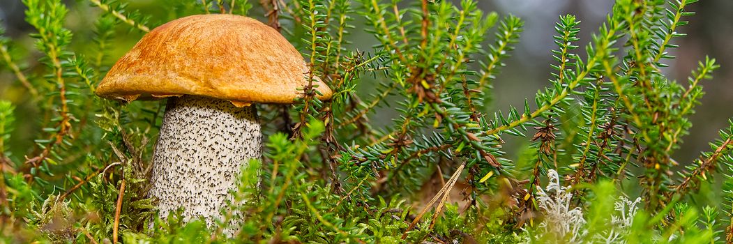 Close up of edible orange-cap mushroom growing in green moss. Leccinum aurantiacum Harvesting mushrooms in forest. edible mushrooms in northern forests of europe