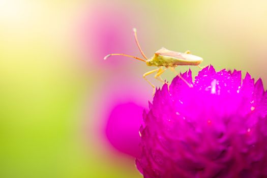 A small green insect on purple flowers blooming in a refreshing morning. The Stink bug is pollinating flowers in the forest. The concept of nature and the beautiful ecosystem. Close up and copy space.