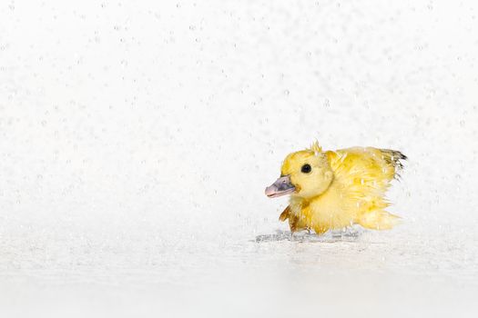 Yellow newborn little cute wet duckling under rain drops on white background