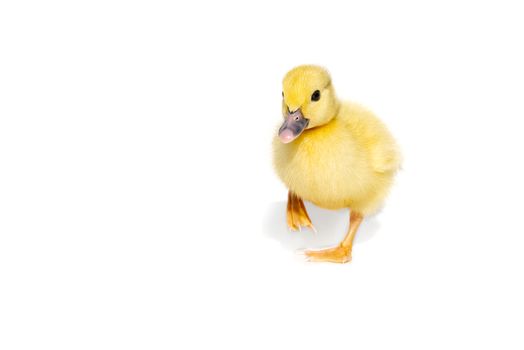 NewBorn little Cute yellow duckling isolated on white