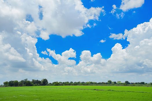 Thai rice field with cloudy sky background in Bang Nam Priao district, Chachoengsao province, Thailand.