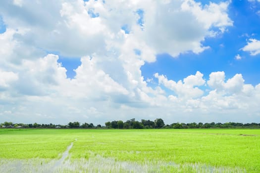 Thai rice field with cloudy sky background in Bang Nam Priao district, Chachoengsao province, Thailand.