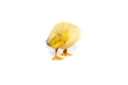 NewBorn little Cute yellow duckling isolated on white