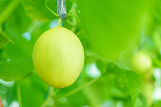 Fresh golden melon in farm