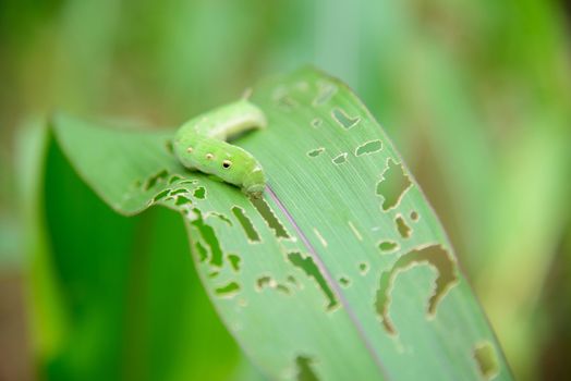 Green worm on tree leaf