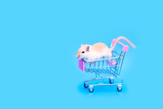 A Mongolian gerbil sits in a small shopping cart. Selling a pet. Hand rodents