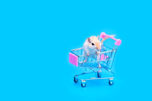 A Mongolian gerbil sits in a small shopping cart. Selling a pet. Hand rodents