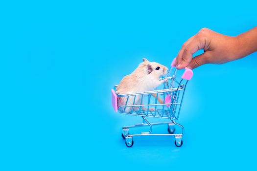 A Mongolian gerbil sits in a small shopping cart. Selling a pet. Hand rodents