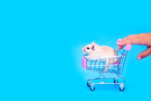 A Mongolian gerbil sits in a small shopping cart. Selling a pet. Hand rodents