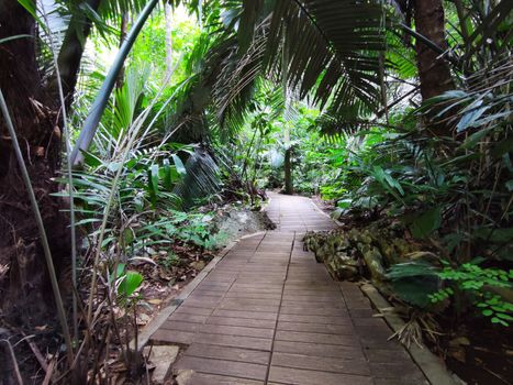 Palm forest track in rainy season with sunshine, Thailand.