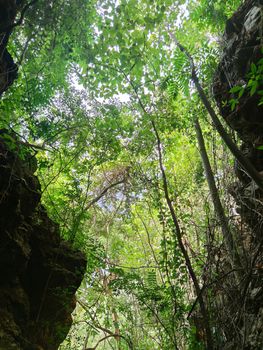 vertical photo of uprisen angle view of green leaves trees and cliff in the forest