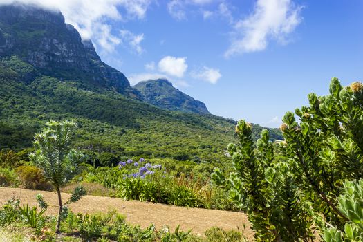 Mountains and trails Kirstenbosch National Botanical Garden, Cape Town, South Africa.