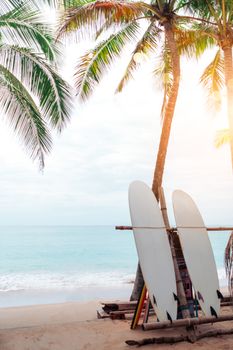 Many surfboards beside coconut trees at summer beach with sun light and blue sky background.