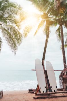 Many surfboards beside coconut trees at summer beach with sun light and blue sky background.