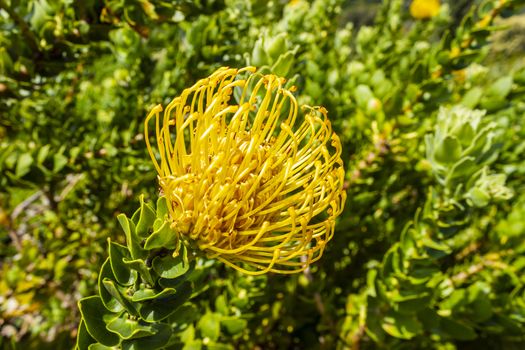 Leucospermum Patersonii Silveredge Pincushion Yellow Fynbos in Cape Town.