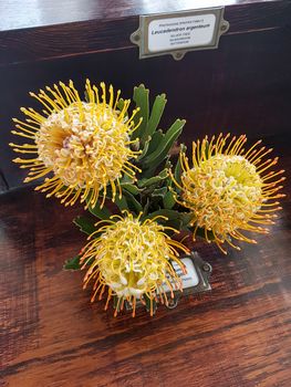 Leucospermum Patersonii Silveredge Pincushion Yellow Fynbos in Cape Town.