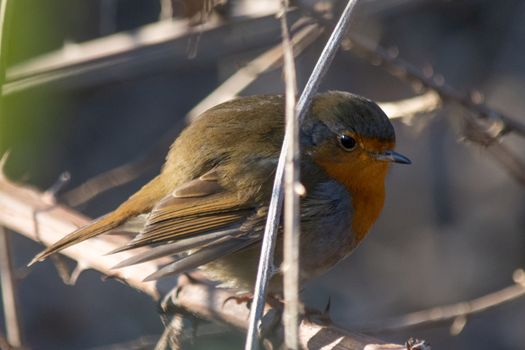 Robin perched on a branch in an autumn morning, small bird of the Turdidae (Erithacus rubecula), brown-olive in the upper parts, red-orange on the face, throat and chest, whitish on the belly.