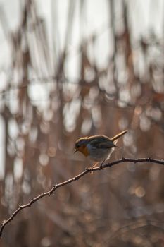 Robin perched on a branch in an autumn morning, small bird of the Turdidae (Erithacus rubecula), brown-olive in the upper parts, red-orange on the face, throat and chest, whitish on the belly.